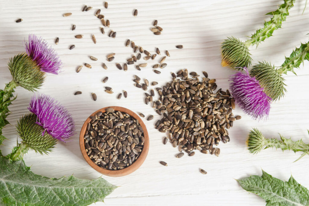 Thistle flowers and thistle seeds