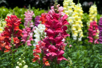 Snapdragon: location, care & flowering time