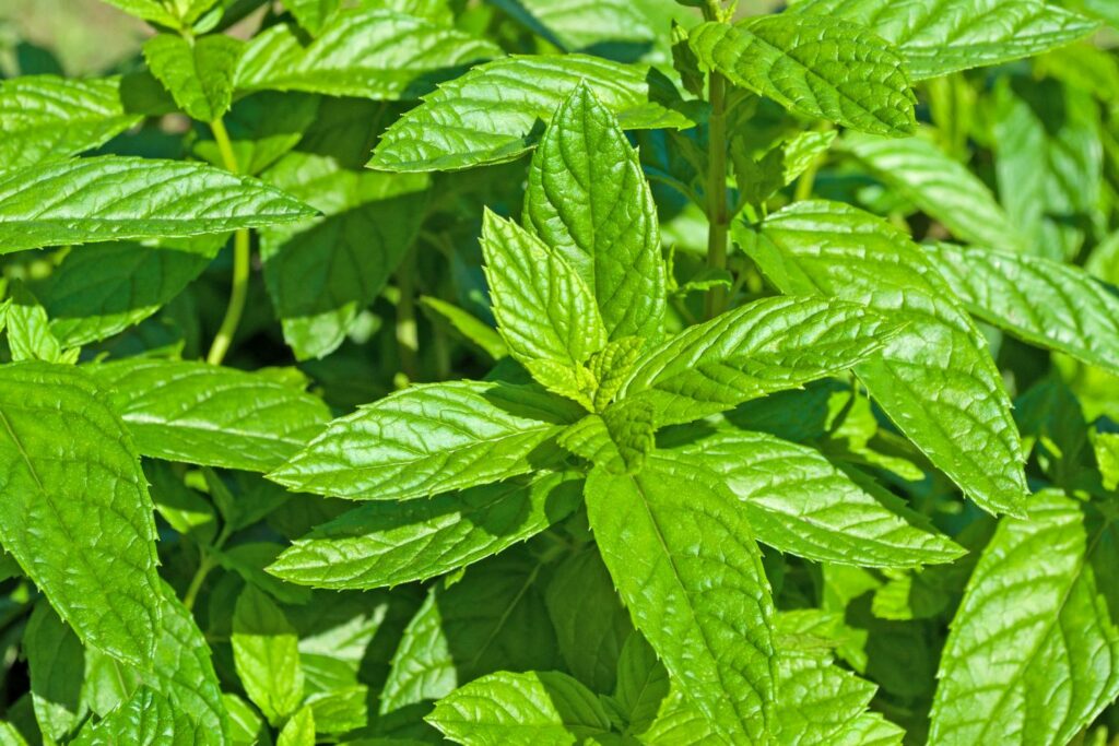 Leaves of the spearmint plant