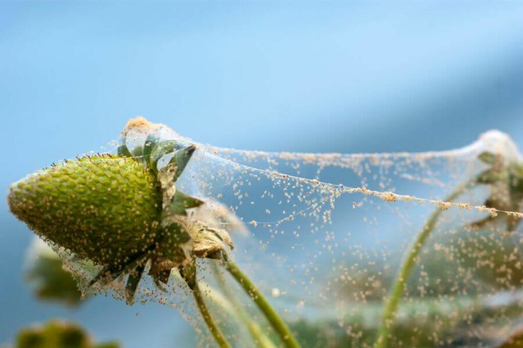 webbing of spider mites