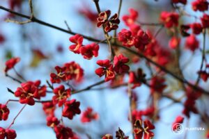 Spindle tree (Euonymus)