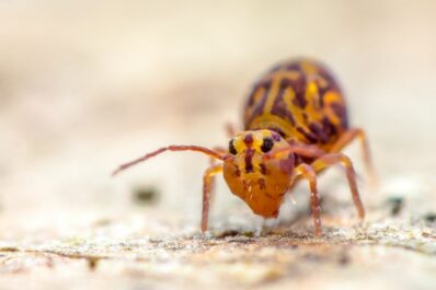 Springtails: identification & treatment