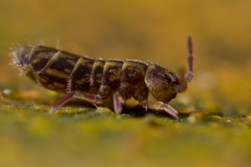 how to get rid of springtail bugs in house
