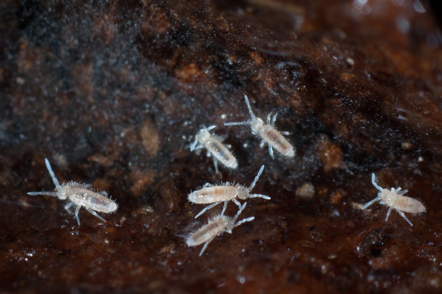 Springtails: identification & control - Plantura