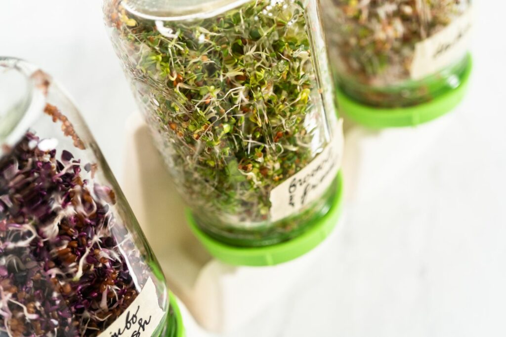 Growing sprouts in sprouting jar