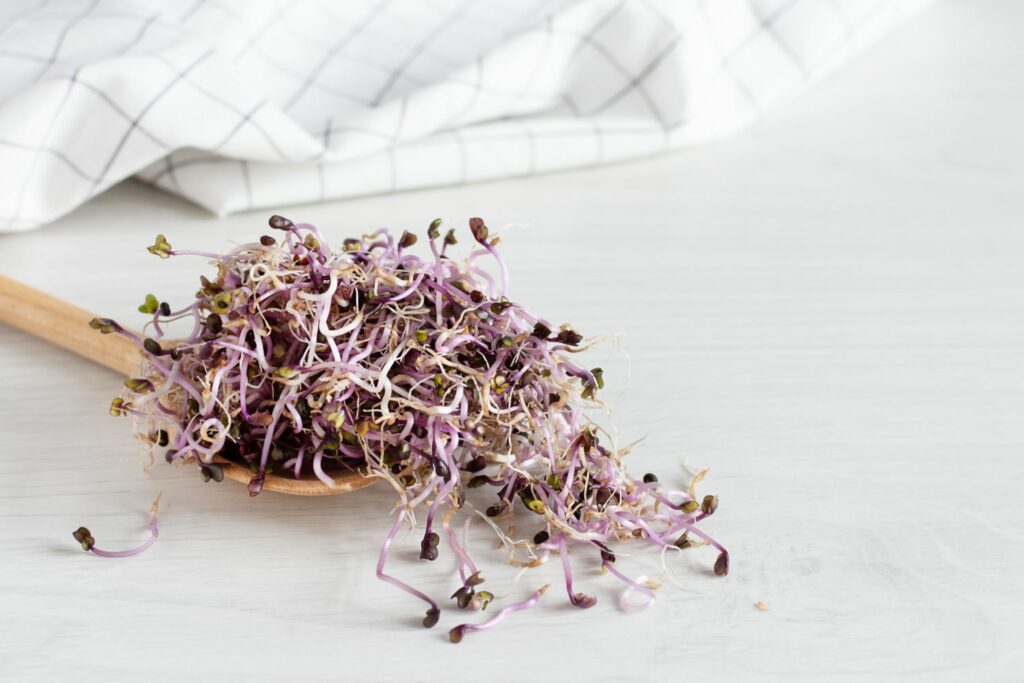 Sprouting red cabbage sprouts