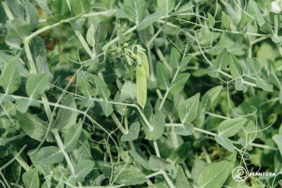 Sugar snap peas: planting & caring for snap peas