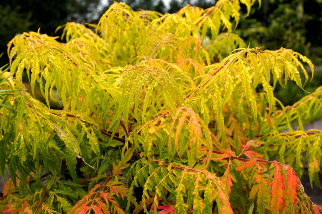 Sumac tree leaves changing colour