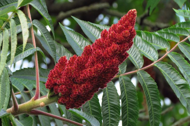 Sumac tree varieties, cultivation & care Plantura