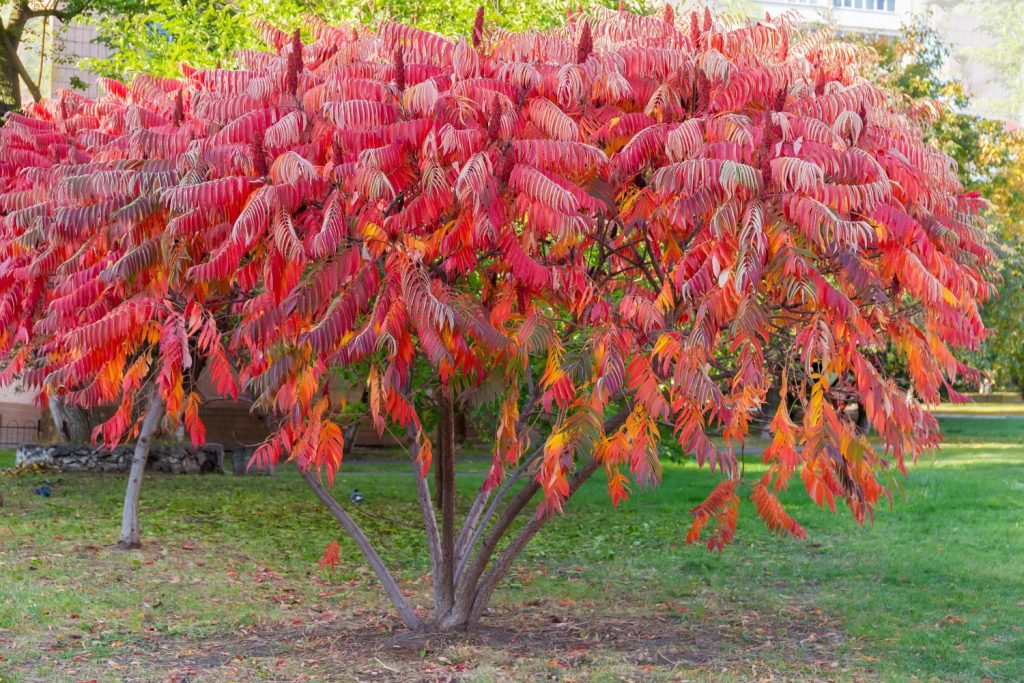 Sumac with bright red leaves