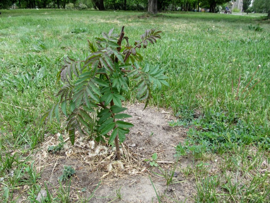 Small, newly-planted sumac tree