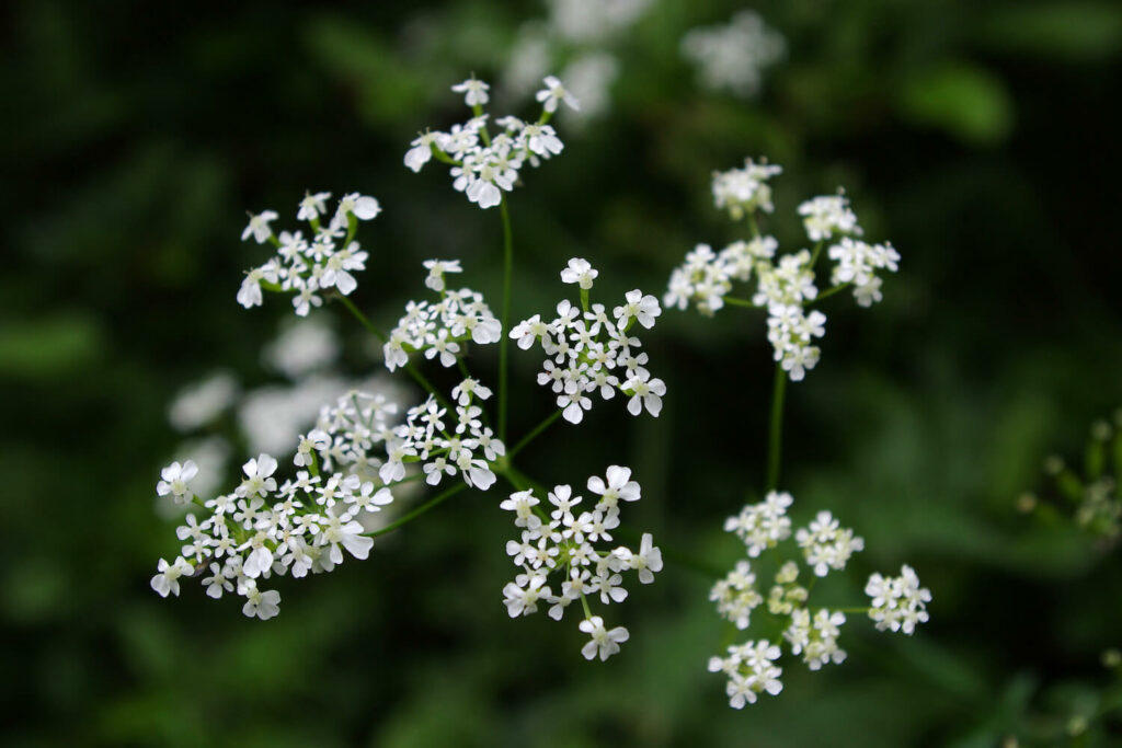 Close-up of dainty white myrrh flowers