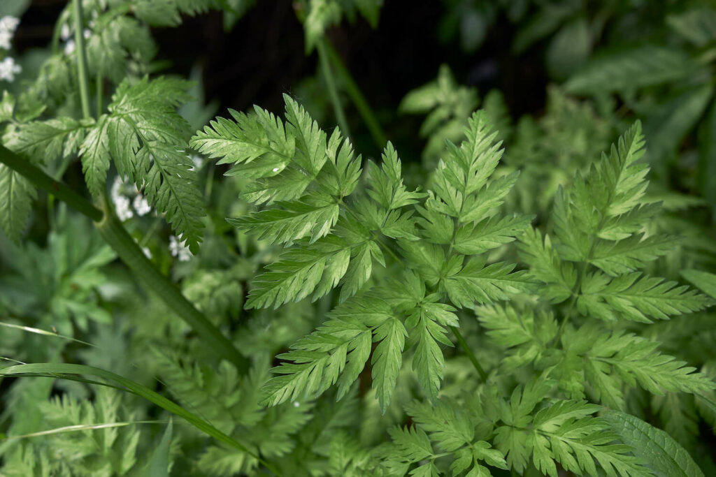 Close-up of sweet cicely leaves