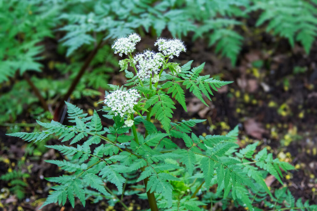 White flowering sweet cicely plant