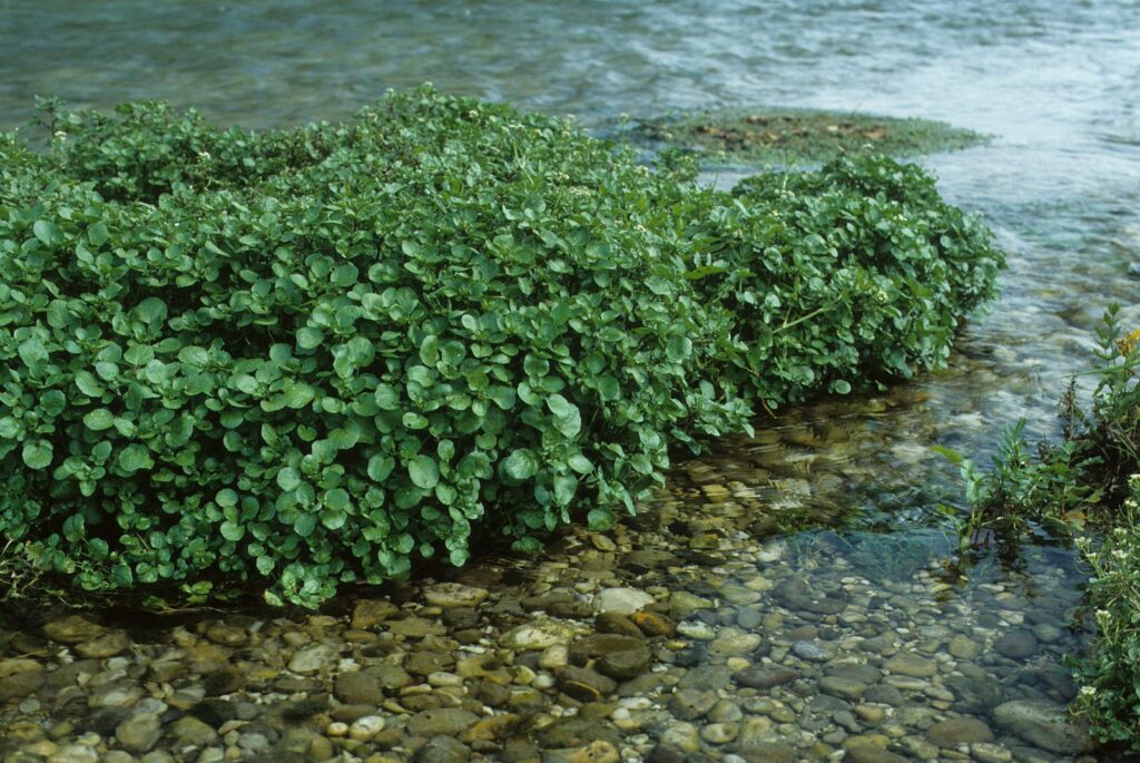 watercress protruding in water