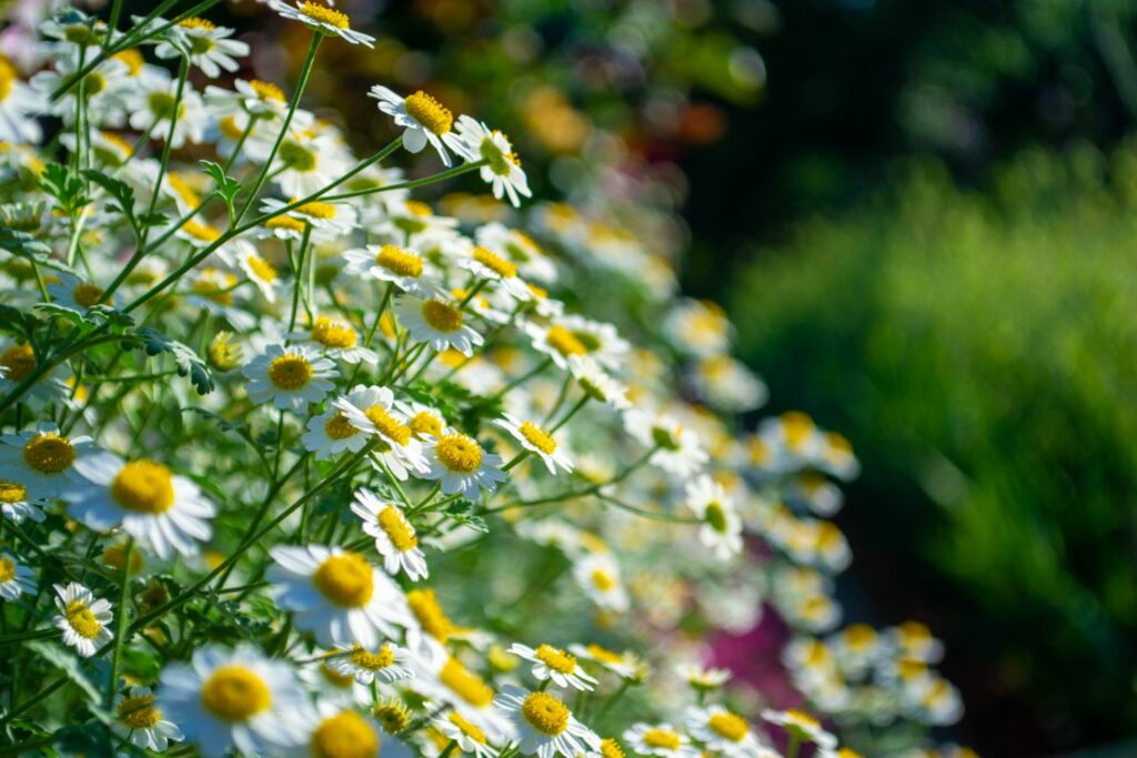 Feverfew blossom