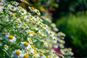 Feverfew