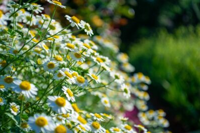 Feverfew: planting, risk of confusion & medicinal properties