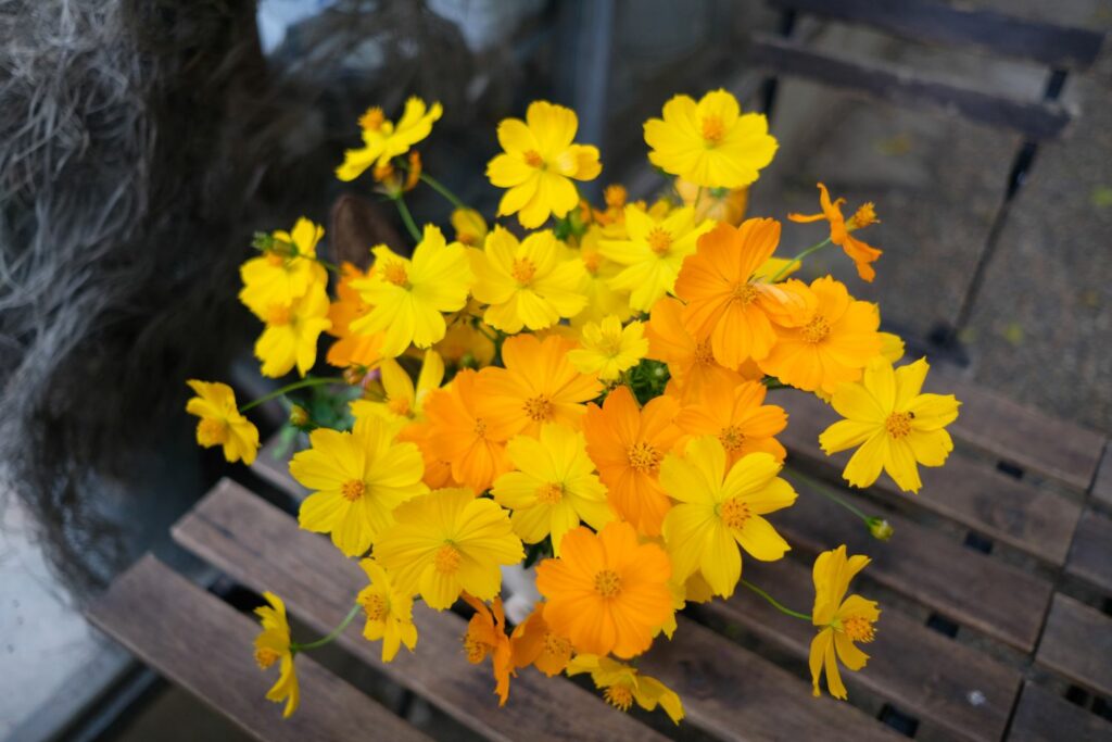 Yellow and orange tickseed flowers in vase