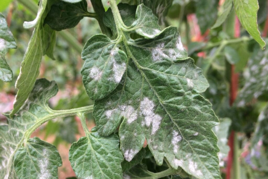 Powdery mildew on the tomato leaf