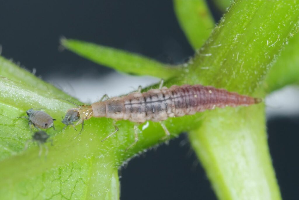 Lacewing larvae on the tomato leaf