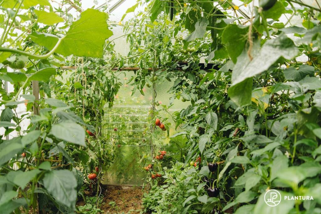 Rows of tomato plants in a greenhouse