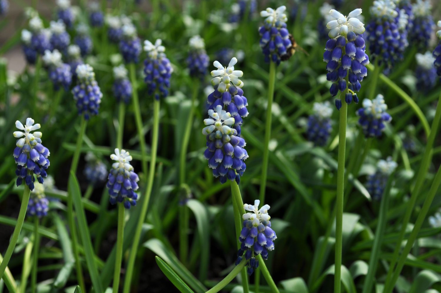 The most beautiful Muscari varieties - Plantura