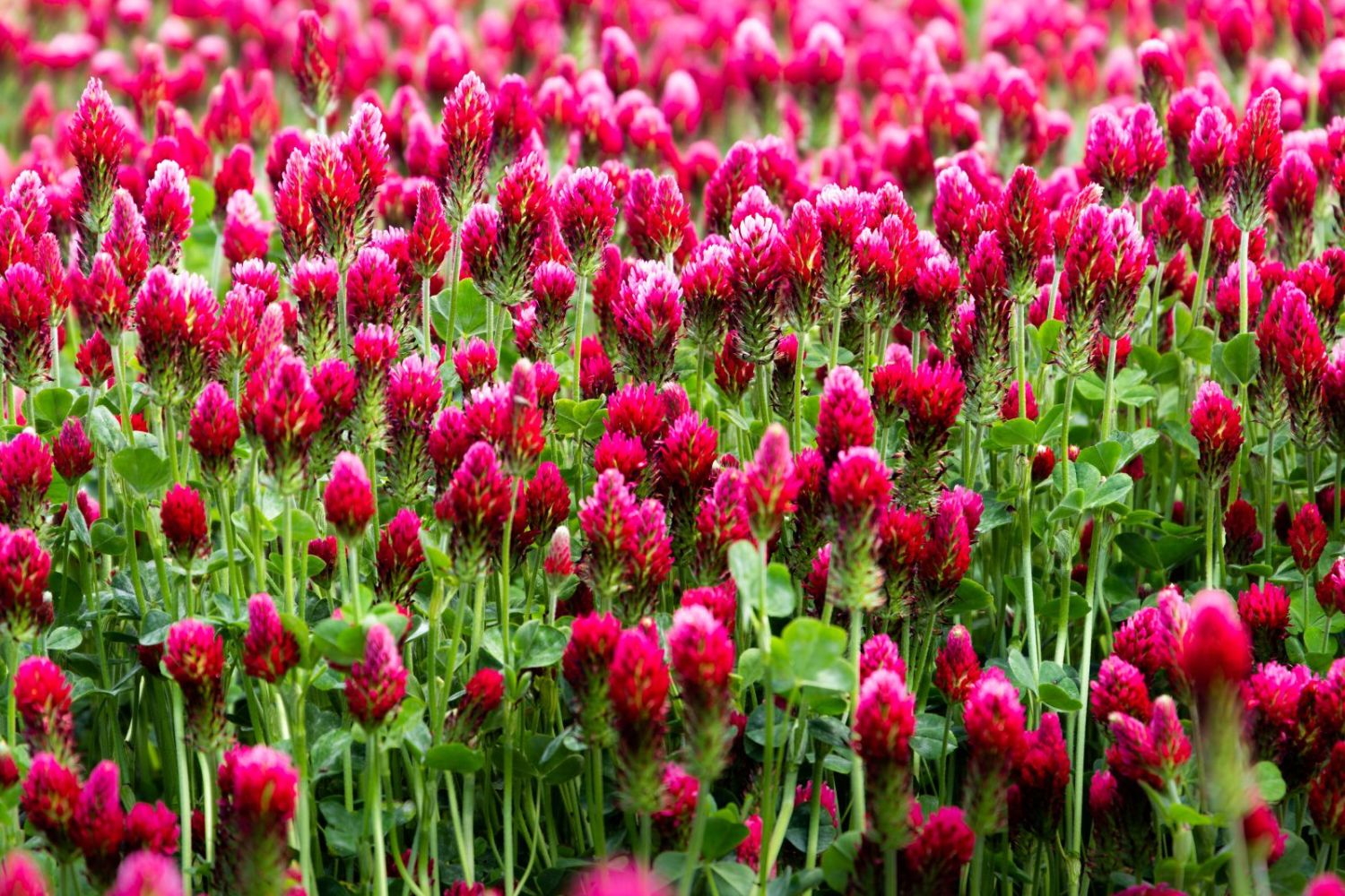 Crimson clover: sowing & uses - Plantura