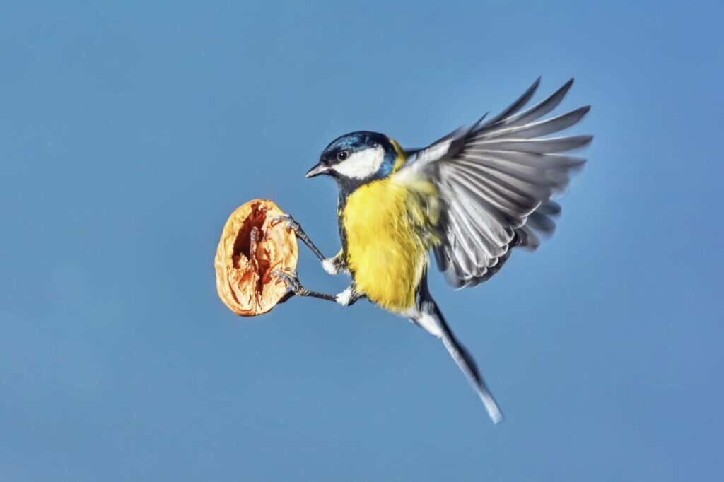 Bird holding half a walnut in mid-flight