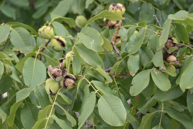 Walnut tree: growing, pruning & harvesting - Plantura