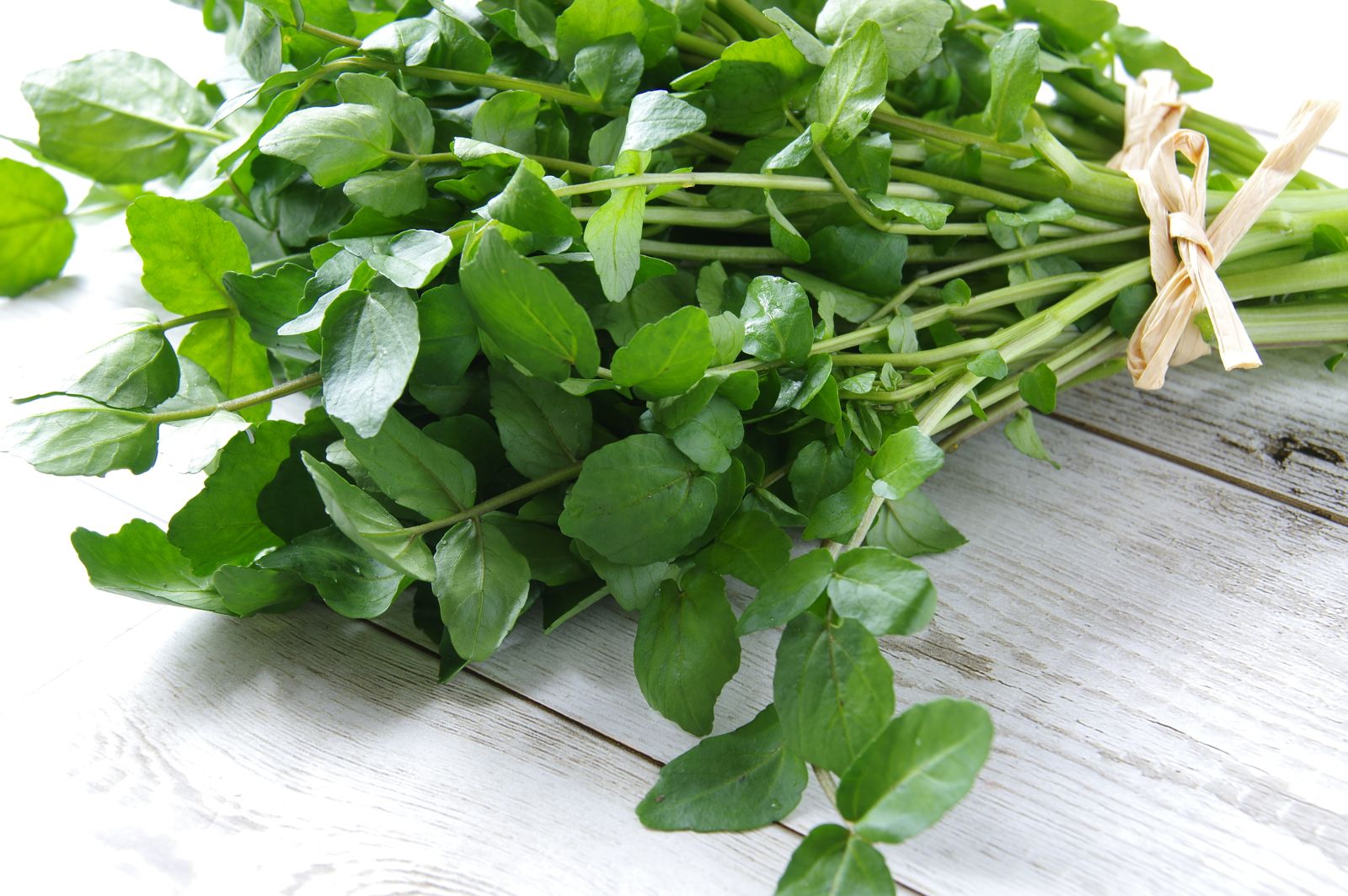 Water Cress (Nasturtium officinale), The Aromatic