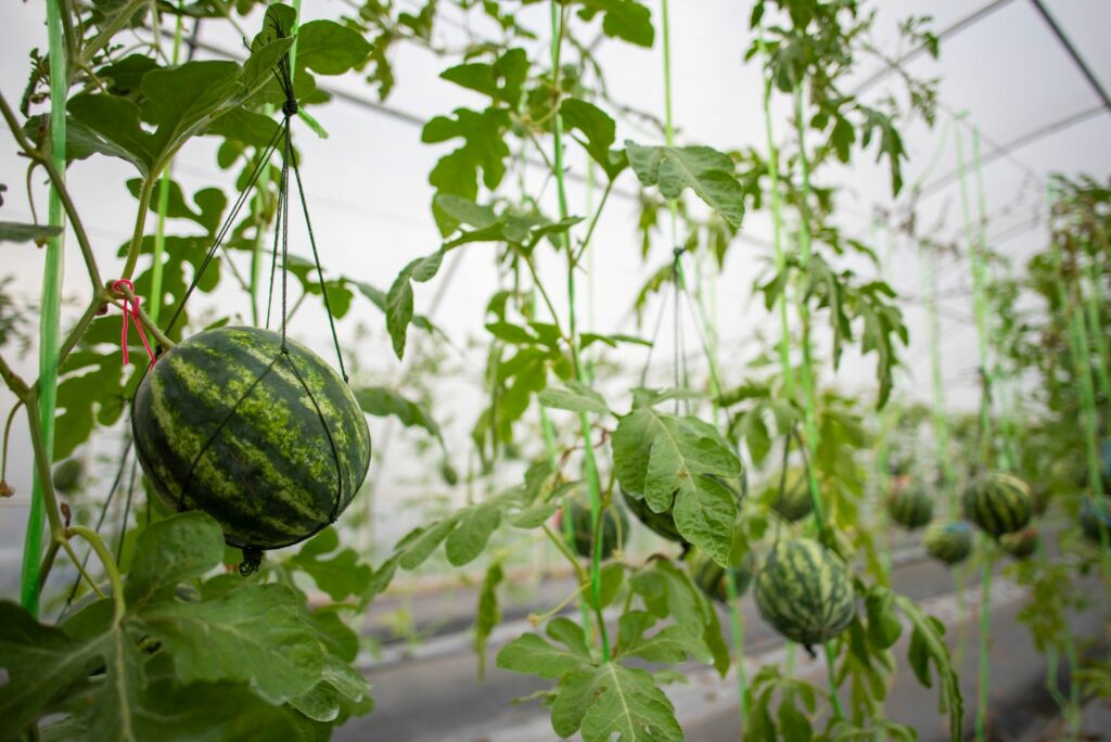 watermelons growing in greenhouses