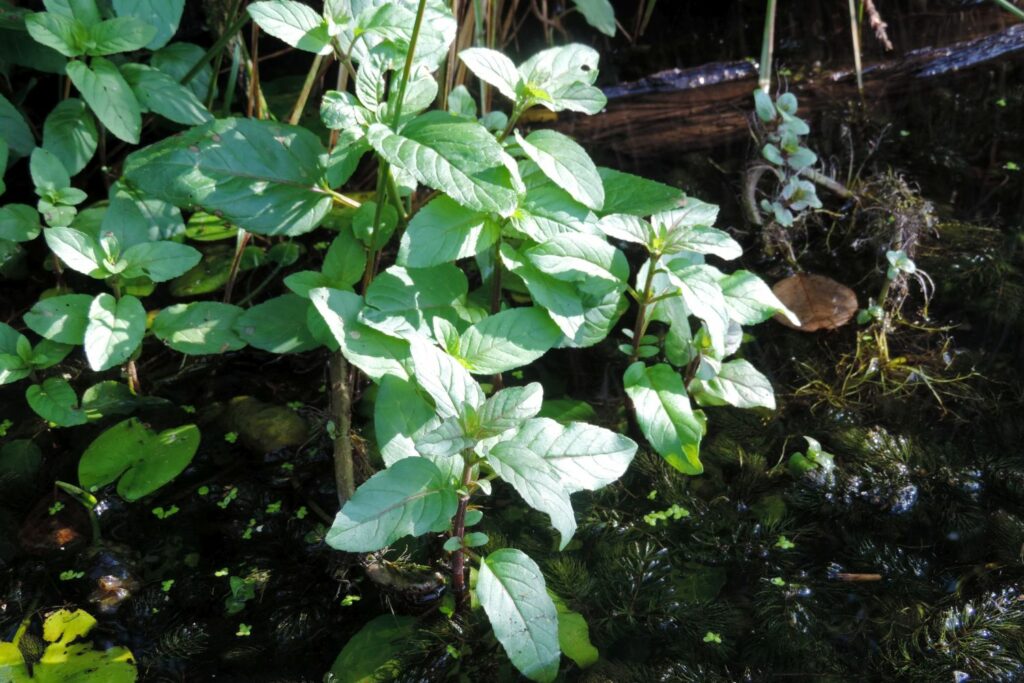 Watermint growing in a pond
