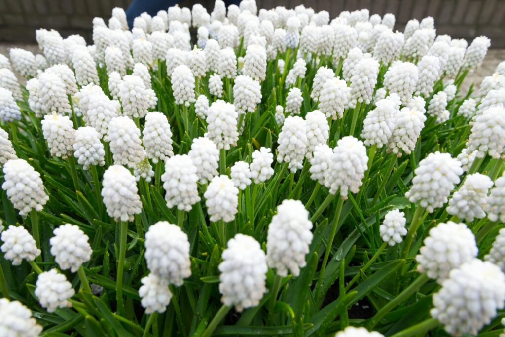 purely white muscari flowers