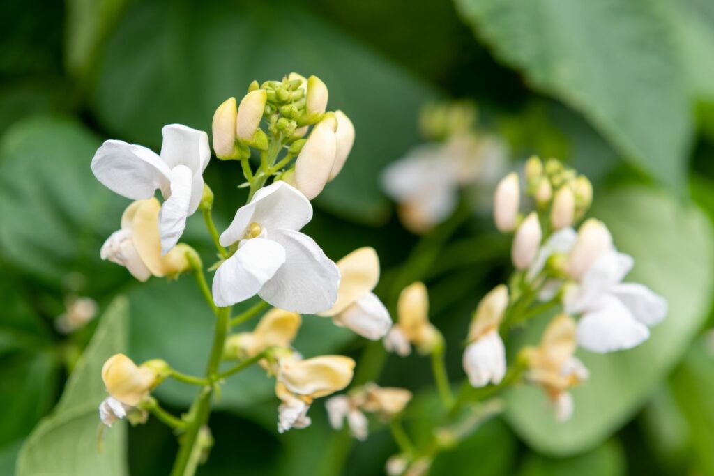 Close-up of white runner bean flowers