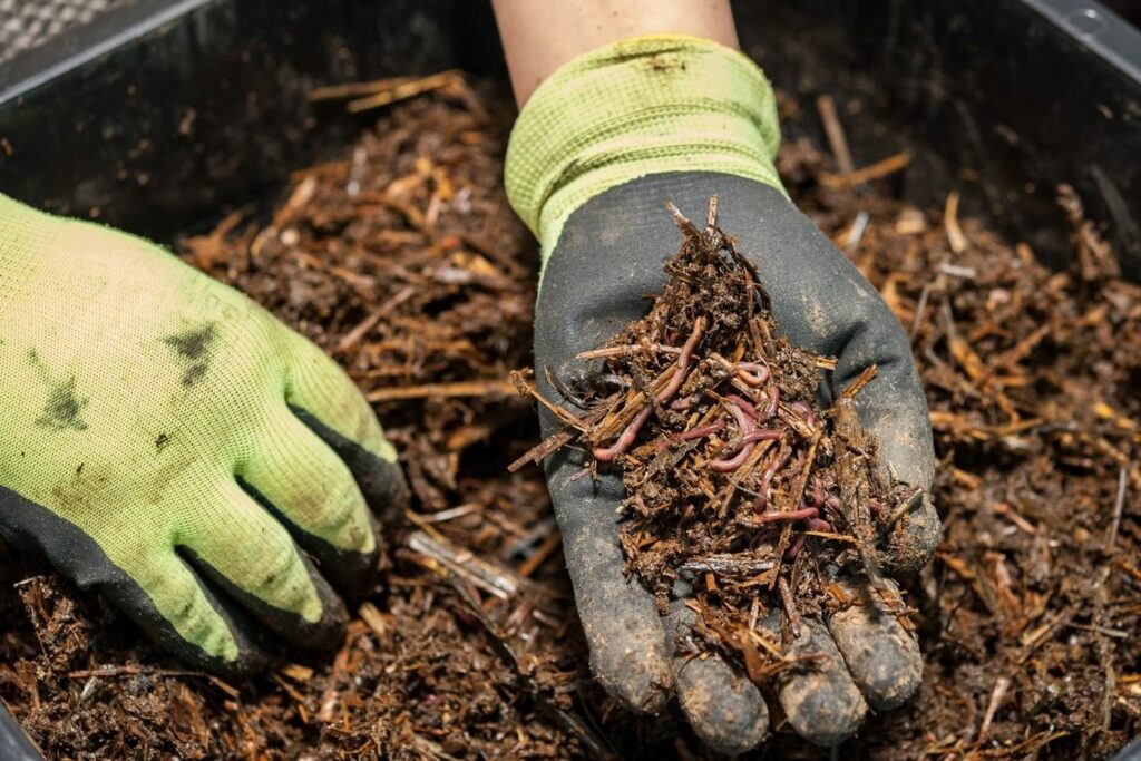 Gloved hand holding up compost with worms