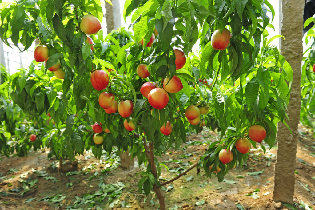 Young nectarine tree bearing many fruits
