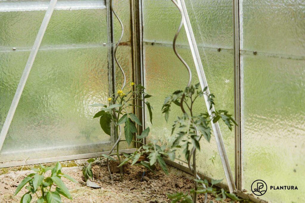 Young tomato plants in a greenhouse growing up spiral rods