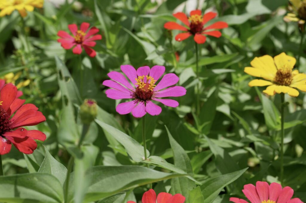 Zinnia