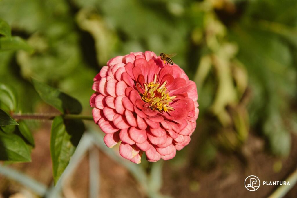 Bee on pink zinnia flower