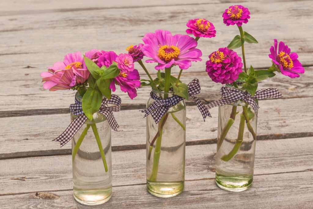 Pink zinnias in glass jars