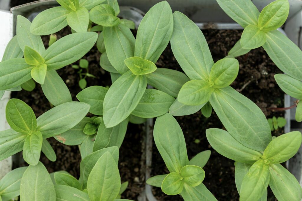 Zinnia seedlings