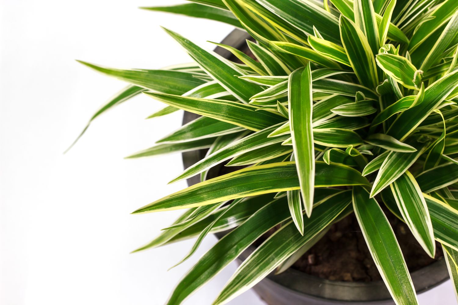 Spider plant: profile, growth habit & types - Plantura