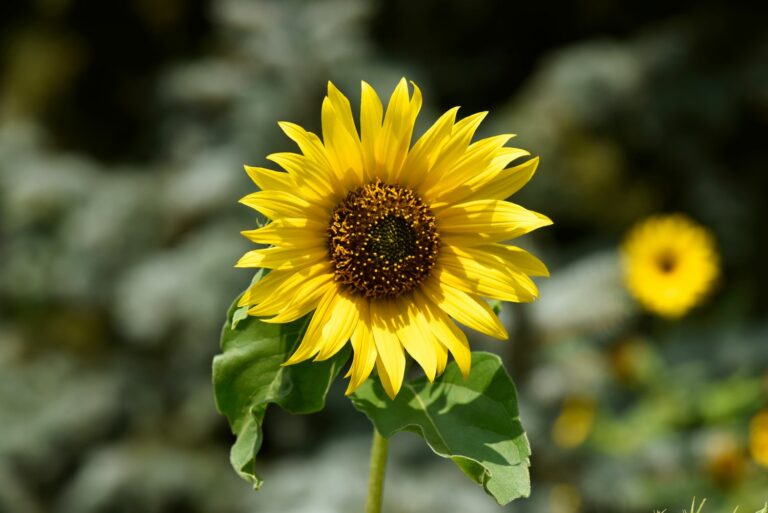 The most beautiful types of sunflowers - Plantura