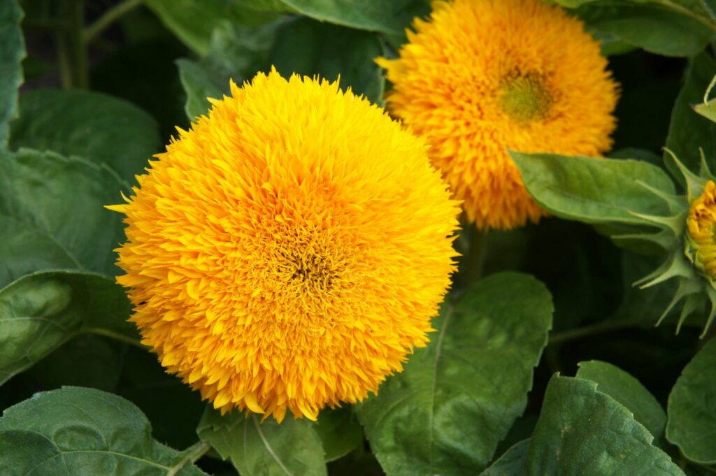 Flowers of the sunflower 'teddy bear'