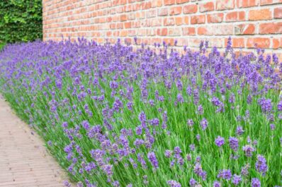 Lavender flowering time: when does lavender bloom?