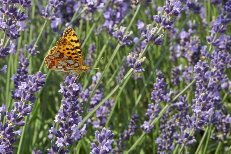 Lavender flowering time when does lavender bloom Plantura