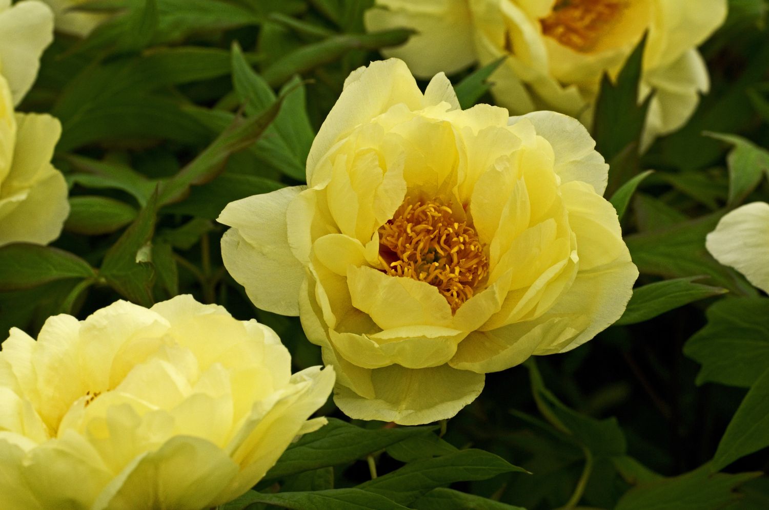 Types of peonies: the best peony varieties - Plantura