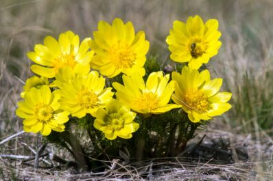Adonis flower: flowering time, location and toxicity