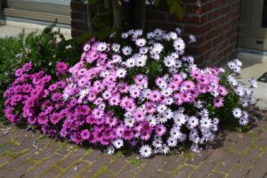 African daisies